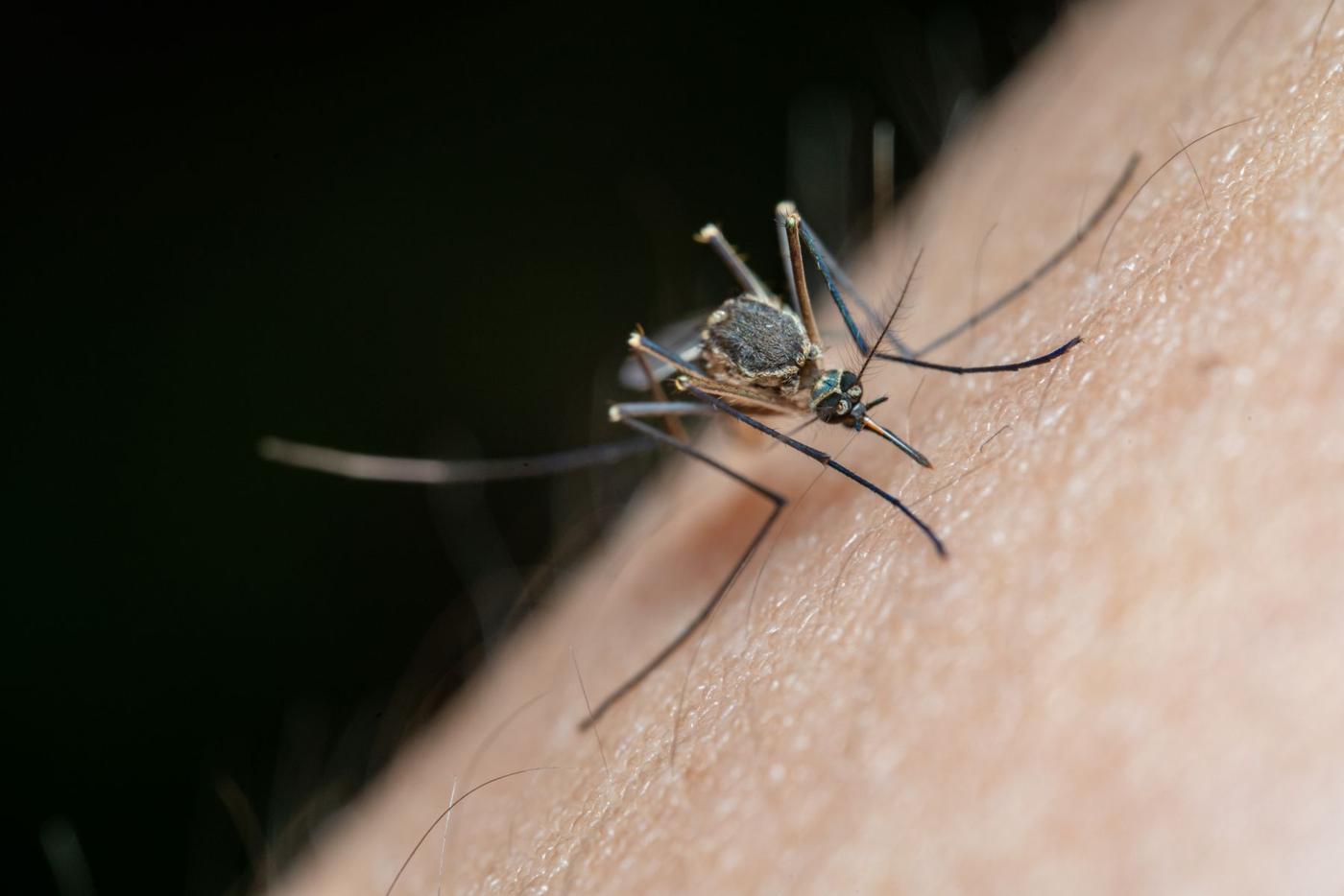 Mosquito pousado na pele